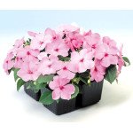 Бальзамин Баланс F1 малиновый /100 семян/ *Hem Genetics*