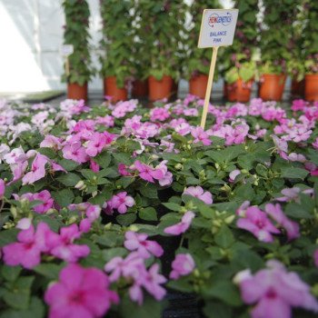Бальзамин Баланс F1 малиновый /100 семян/ *Hem Genetics*