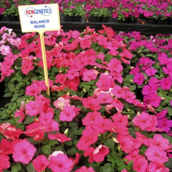 Бальзамин Баланс F1 розовый (rose) /100 семян/ *Hem Genetics*