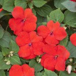 Бальзамін Баланс F1 скарлет (scarlet) /100 насінин/ *Hem Genetics*