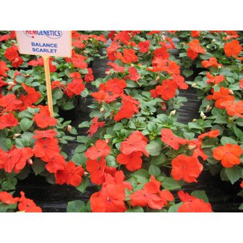 Бальзамин Баланс F1 скарлет (scarlet) /100 семян/ *Hem Genetics*