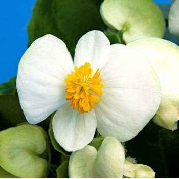 Бегония Бада Бинг F1 белая (white) /1.000 семян/ *Syngenta*