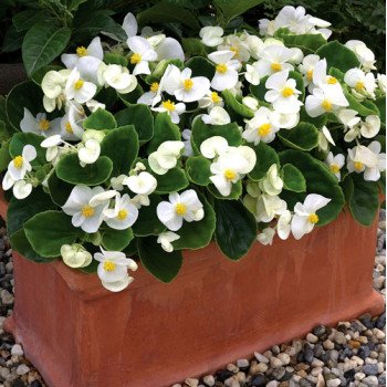 Бегония Бада Бинг F1 белая (white) /1.000 семян/ *Syngenta*