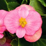 Бегонія Бада Бінг F1 малинова /1.000 насінин/ *Syngenta*