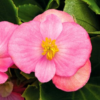 Бегония Бада Бинг F1 малиновая /1.000 семян/ *Syngenta*