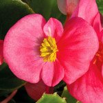 Бегония Бада Бинг F1 розовая (pink) /1.000 семян/ *Syngenta*