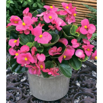 Бегония Бада Бинг F1 розовая (pink) /1.000 семян/ *Syngenta*