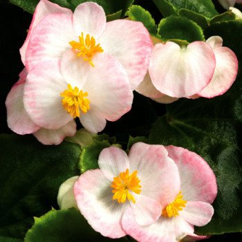 Бегония Бада Бинг F1 розовая биколор (pink bicolor) /1.000 семян/ *Syngenta*