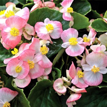 Бегония Бада Бинг F1 розовая биколор (pink bicolor) /1.000 семян/ *Syngenta*