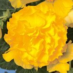 Бегония Гоу-Гоу F1 желтая /100 семян/ *Syngenta*