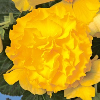Бегонія Гоу-Гоу F1 жовта /100 насінин/ *Syngenta*