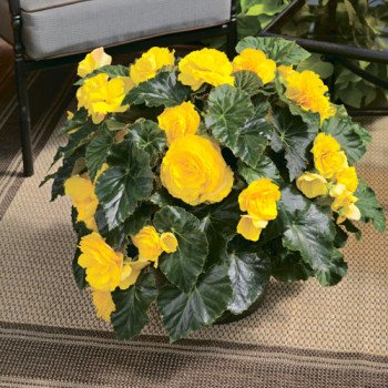 Бегонія Гоу-Гоу F1 жовта /100 насінин/ *Syngenta*