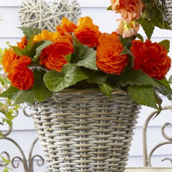 Бегонія Гоу-Гоу F1 помаранчева /100 насінин/ * Syngenta *