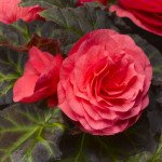 Бегония Гоу-Гоу F1 розовая /100 семян/ *Syngenta*