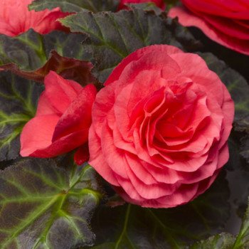 Бегонія Гоу-Гоу F1 рожева /100 насінин/ *Syngenta*