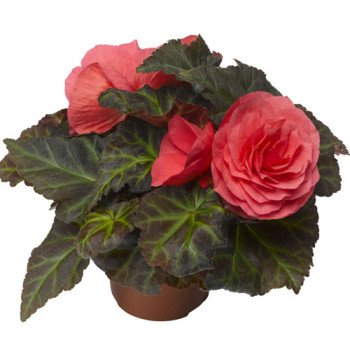 Бегонія Гоу-Гоу F1 рожева /100 насінин/ *Syngenta*