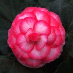 Бегонія Гоу-Гоу F1 рожева біколор /100 насінин/ *Syngenta*