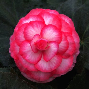 Бегонія Гоу-Гоу F1 рожева біколор /100 насінин/ *Syngenta*