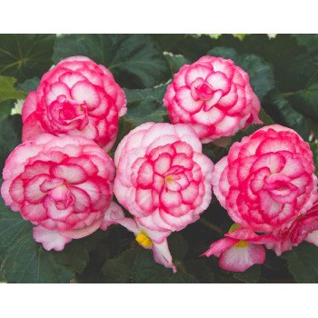 Бегонія Гоу-Гоу F1 рожева біколор /100 насінин/ *Syngenta*