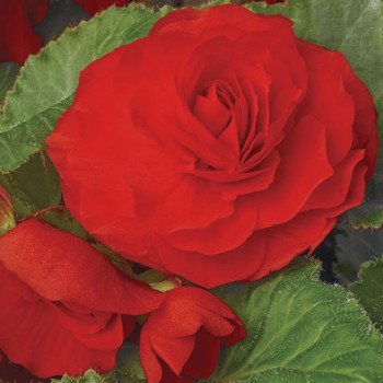 Бегонія Гоу-Гоу F1 скарлет /100 насінин/ *Syngenta*