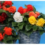 Бегонія Гоу-Гоу F1 суміш /100 насінин/ *Syngenta*