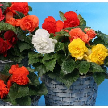 Бегонія Гоу-Гоу F1 суміш /100 насінин/ *Syngenta*