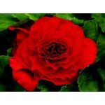 Бегонія Гоу-Гоу F1 червона /100 насінин/ *Syngenta*