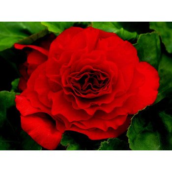 Бегонія Гоу-Гоу F1 червона /100 насінин/ *Syngenta*