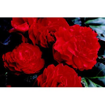 Бегонія Гоу-Гоу F1 червона /100 насінин/ *Syngenta*