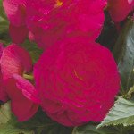 Бегонія Гоу-Гоу F1 чері /100 насінин/ *Syngenta*