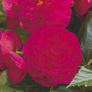 Бегонія Гоу-Гоу F1 чері /100 насінин/ *Syngenta*