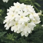 Вербена Обсешн F1 белая (white) /100 семян/ *Syngenta*