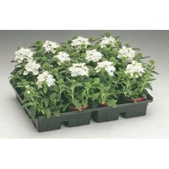 Вербена Обсешн F1 белая (white) /100 семян/ *Syngenta*