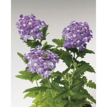 Вербена Обсешн F1 голубая с глазком (light blue with eye) /100 семян/ *Syngenta*