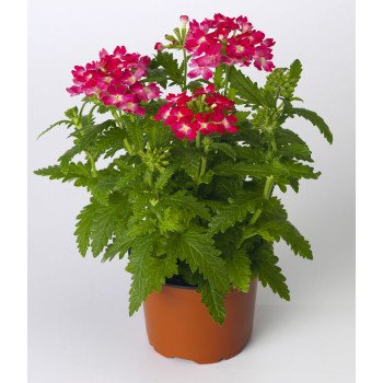 Вербена Обсешн F1 кораловая с глазком (coral with eye) /100 семян/ *Syngenta*