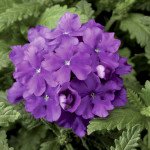 Вербена Обсешн F1 фіолетова (violet) /100 насінин/ *Syngenta*