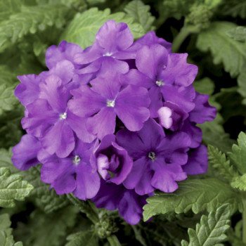 Вербена Обсешн F1 фиолетовая (violet) /100 семян/ *Syngenta*