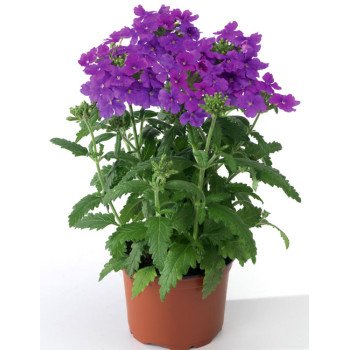 Вербена Обсешн F1 фиолетовая (violet) /100 семян/ *Syngenta*