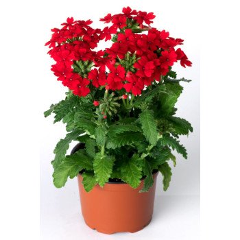 Вербена Обсешн F1 скарлет (scarlet) /100 семян/ *Syngenta*