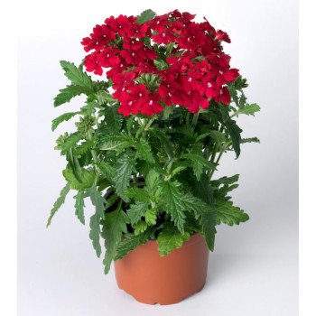 Вербена Обсешн F1 красная (red) /100 семян/ *Syngenta*