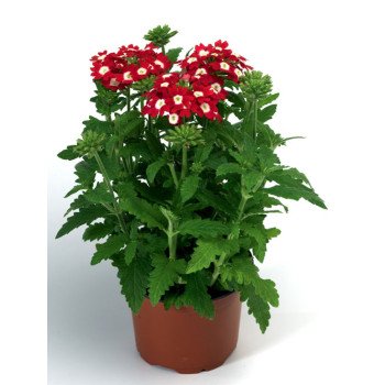 Вербена Обсешн F1 красная с глазком (red with eye) /100 семян/ *Syngenta*