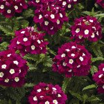 Вербена Тускани F1 бургунди с глазком (burgundy with eye) /100 семян/ *Syngenta*