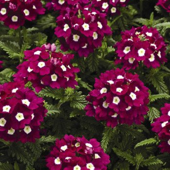Вербена Тускани F1 бургунди с глазком (burgundy with eye) /100 семян/ *Syngenta*