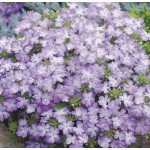 Вербена Тускани F1 лавандовое пикоти /100 семян/ *Syngenta*