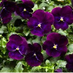Виола ВандерФолл F1 пурпурная /50 семян/ *Syngenta*