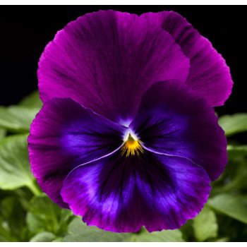 Виола ВандерФолл F1 пурпурно-синяя с прожилками /50 семян/ *Syngenta*