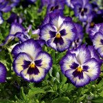 Віола ВандерФолл F1 синє пікоті з прожилками /50 насінин/ *Syngenta*