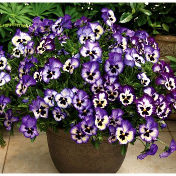 Виола ВандерФолл F1 синее пикоти с прожилками /50 семян/ *Syngenta*