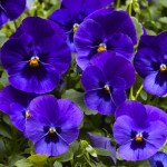 Віола ВандерФолл F1 синя з вічком /50 насінин/ *Syngenta*