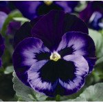 Виола Дельта F1 неон-фиолетовая (neon violet) /100 семян/ *Syngenta*